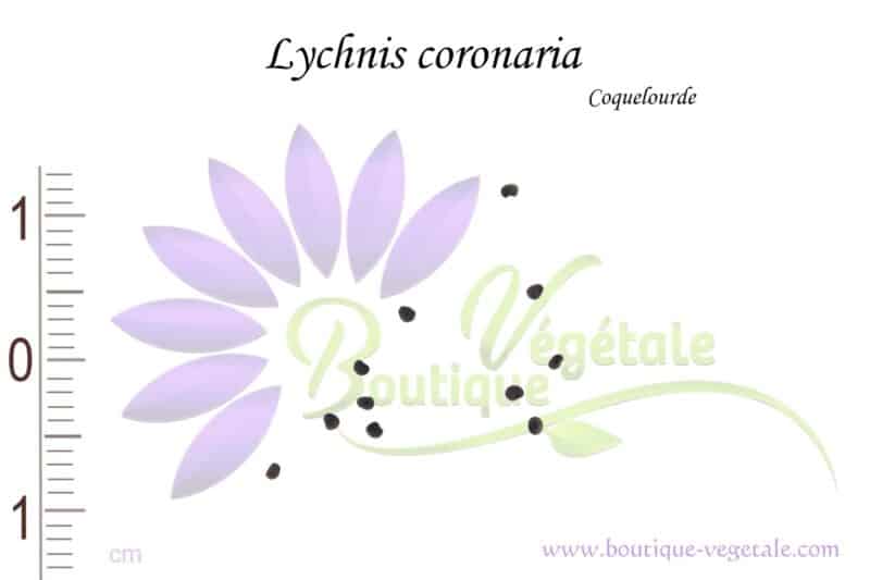 Graines de Lychnis coronaria, Lychnis coronaria seeds