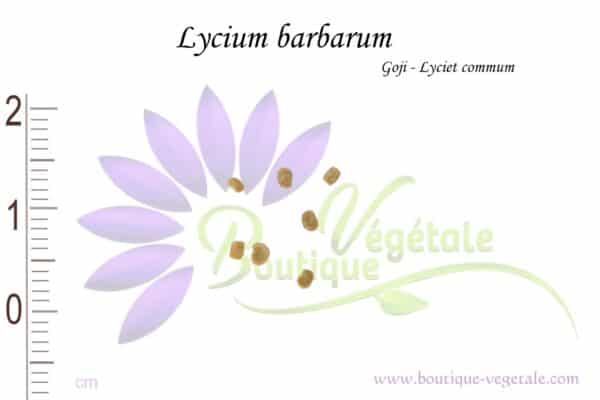 Graines de Lycium barbarum, Lycium barbarum seeds
