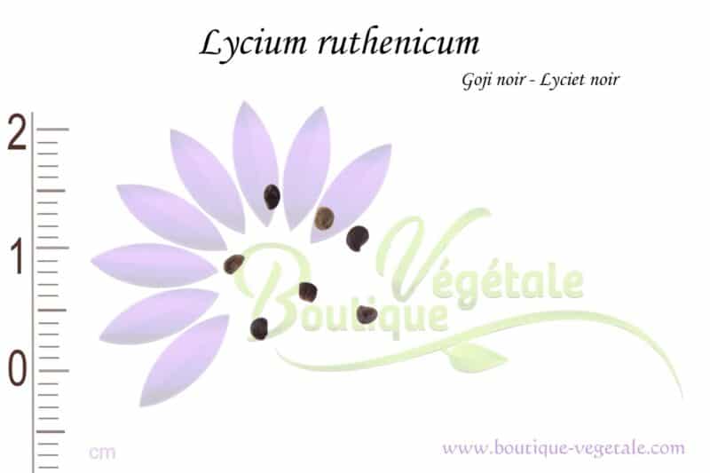 Graines de Lycium ruthenicum, Lycium ruthenicum seeds