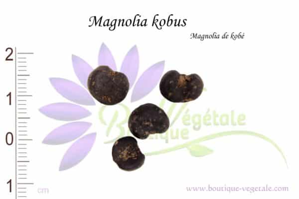 Graines de Magnolia kobus, Magnolia kobus seeds