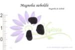 Graines de Magnolia sieboldii, Magnolia sieboldii seeds