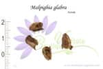 Graines de Malpighia glabra, graines d'Acérola, graines Acérolier, semences Cerise des Barbades