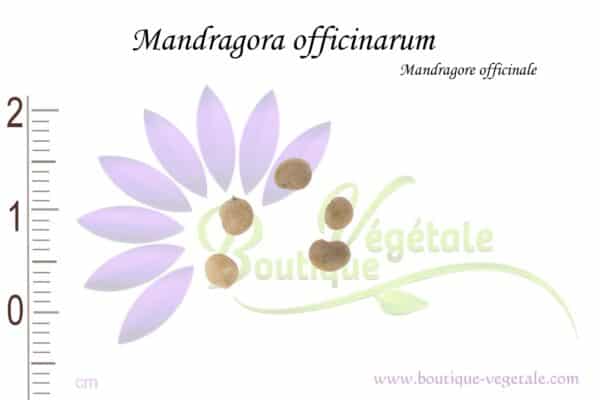Graines de Mandragora officinarum, Mandragora officinarum seeds