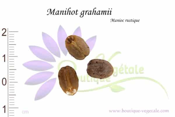 Graines de Manihot grahamii, Manihot grahamii seeds