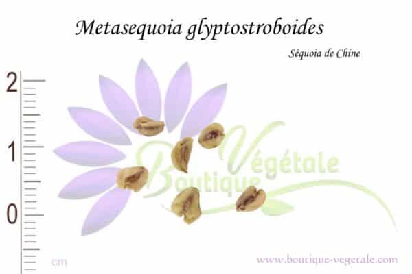 Graines de Metasequoia glyptostroboides, Metasequoia glyptostroboides seeds