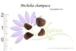 Graines de Michelia champaca, Michelia champaca seeds