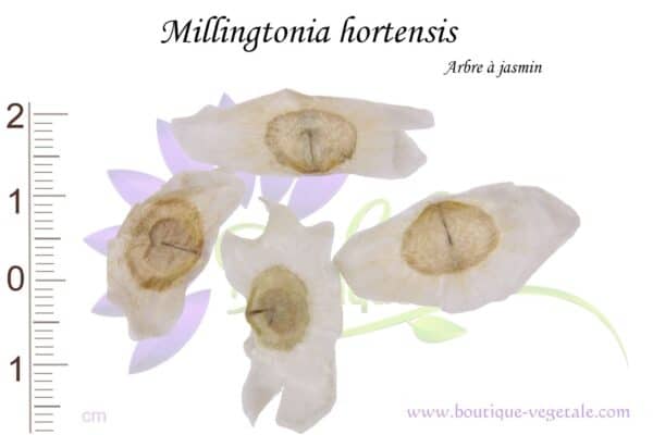 Graines de Millingtonia hortensis, Millingtonia hortensis seeds