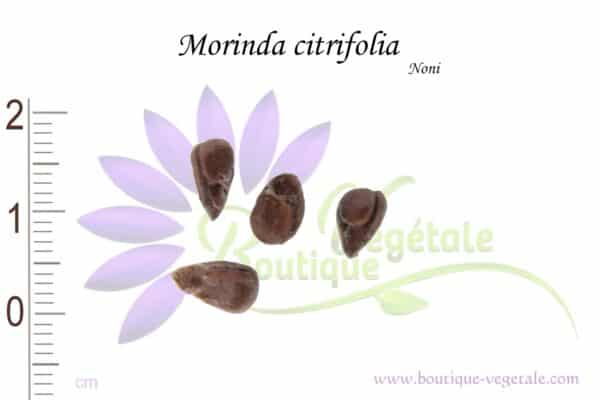 Graines de Morinda citrifolia, Morinda citrifolia seeds