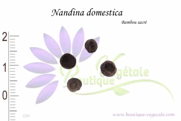 Graines de Nandina domestica, Nandina domestica seeds