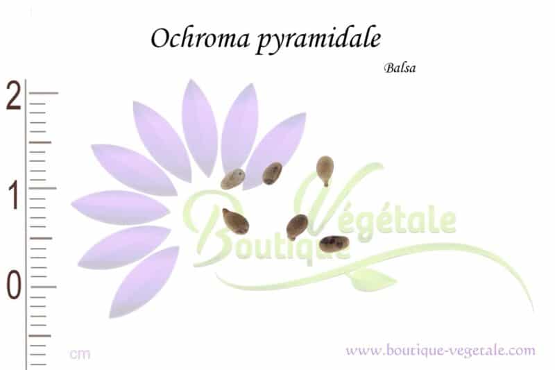 Graines d'Ochroma pyramidale, Ochroma pyramidale seeds