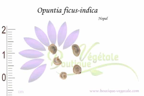 Graines d'Opuntia ficus-indica, Opuntia ficus-indica seeds