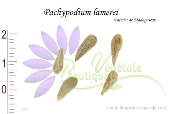 Graines de Pachypodium lamerei, Pachypodium lamerei seeds