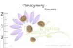 Graines de Panax ginseng, Panax ginseng seeds
