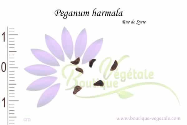 Graines de Peganum harmala, Peganum harmala seeds
