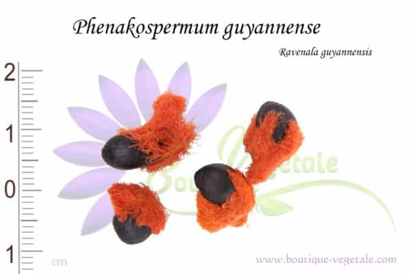 Graines de Phenakospermum guyannense, Phenakospermum guyannense seeds