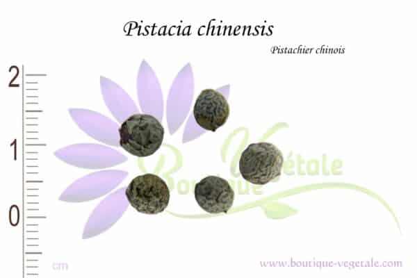 Graines de Pistacia chinensis, Pistacia chinensis seeds