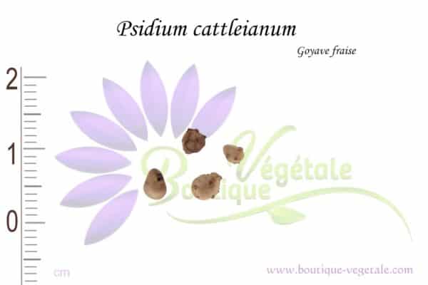 Graines de Psidium cattleianum, Psidium cattleianum seeds