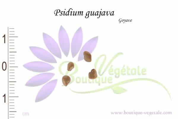 Graines de Psidium guajava, Psidium guajava seeds