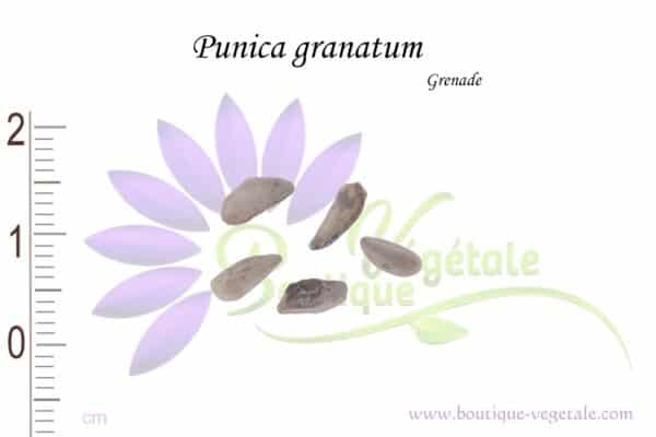 Graines de Punica granatum, Punica granatum seeds
