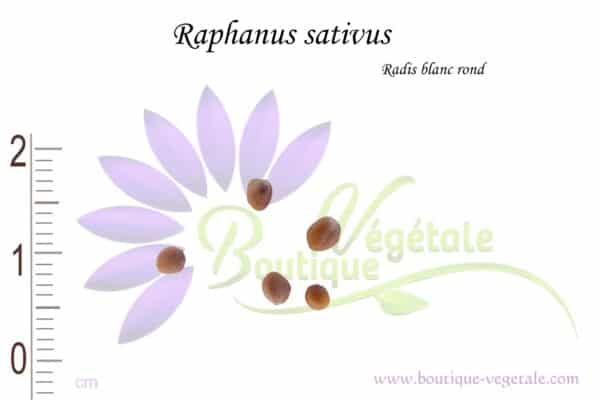 Graines de Raphanus sativus, Raphanus sativus seeds