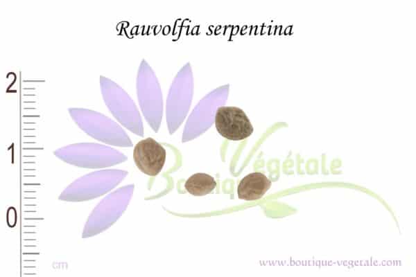 Graines de Rauvolfia serpentina, Rauvolfia serpentina seeds