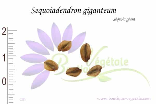 Graines de Sequoiadendron giganteum, Sequoiadendron giganteum seeds