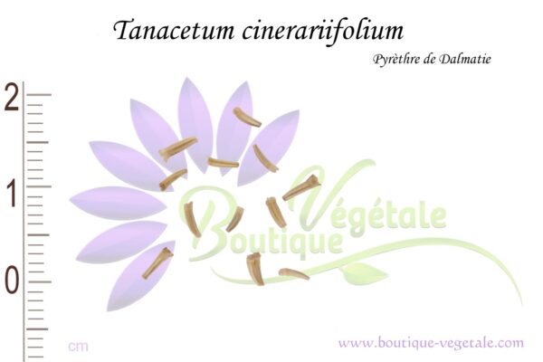 Graines de Tanacetum cinerariifolium, Tanacetum cinerariifolium seeds