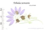 Graines de Tribulus terrestris, Tribulus terrestris seeds