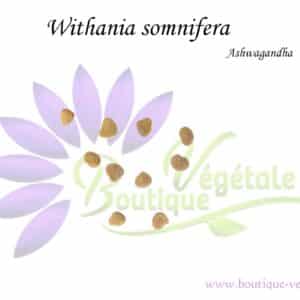 Graines de Withania somnifera, Withania somnifera seeds