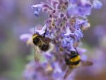 Fleurs de Nepeta cataria - Chataire