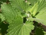 Nepeta cataria - feuillage