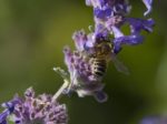 Nepeta cataria - fleurs
