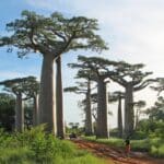 Graines d' Adansonia grandidieri - Graines de Baobab géant (CC-BY-SA-3.0,2.5,2.0,1.0 - Bernard Gagnon)