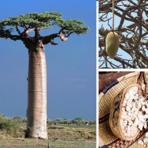 Adansonia grandidieri - Fruit