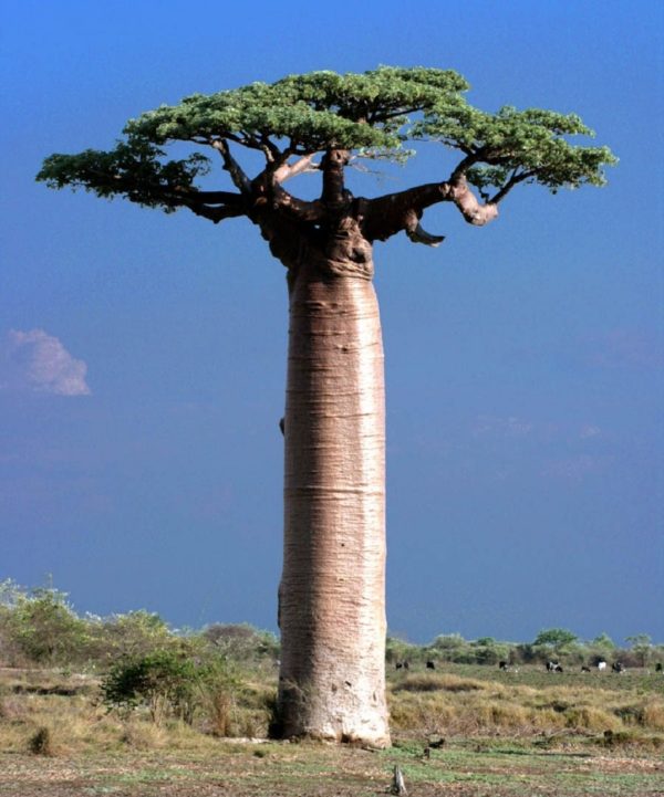 Adansonia grandidieri - Vue de l'arbre (Morondava)