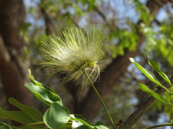 Albizia lebbeck - Détail d'une fleur