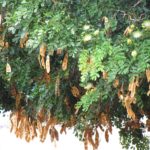 Albizia lebbeck - Houppier