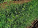 Anethum graveolens - Plantation