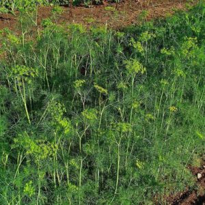 Anethum graveolens - Plantation
