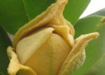 Annona muricata - Détails d'une fleur