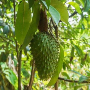 Annona muricata - Fruit et feuillage