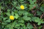 Arachis hypogea - Feuillage et floraison
