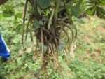Arachis hypogea - racines