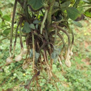 Arachis hypogea - racines