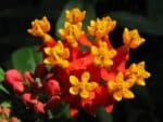 Asclepias curassavica, Détails d'une fleur d'Asclepias curassavica, Graines d'Asclepias curassavica, Graines d'Asclépiade de Curaçao
