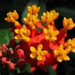 Asclepias curassavica, Détails d'une fleur d'Asclepias curassavica, Graines d'Asclepias curassavica, Graines d'Asclépiade de Curaçao