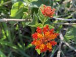 Asclepias curassavica, Floraison d'Asclepias curassavica, Graines d'Asclepias curassavica, Graines d'Asclépiade de Curaçao