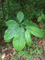 Asimina triloba - Détail des feuilles de paw-paw