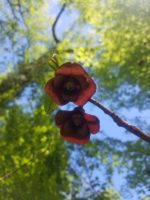 Asimina triloba - Détail des fleurs de paw-paw