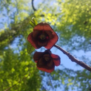 Asimina triloba - Détail des fleurs de paw-paw